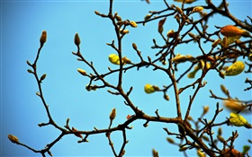 Twigs, buds, spring, blue sky