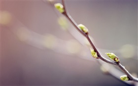 Twigs close-up, buds, spring, bokeh HD wallpaper