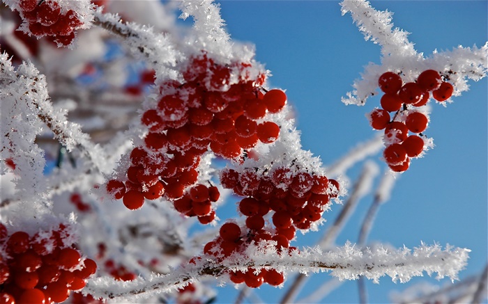Twigs, red berries, snow, ice Wallpapers Pictures Photos Images