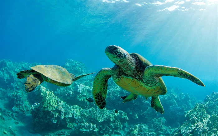 Two Green Sea Turtles, underwater, coral reef, Maui Wallpapers Pictures Photos Images