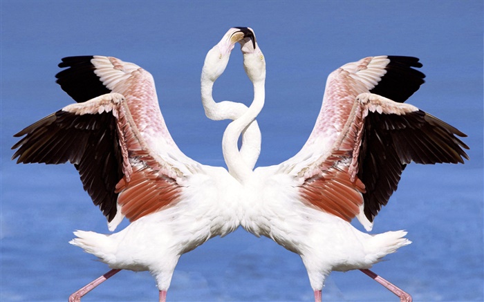 Two flamingos dancing Wallpapers Pictures Photos Images