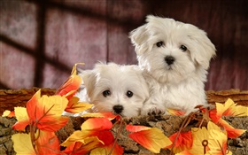 Two furry dogs HD wallpaper