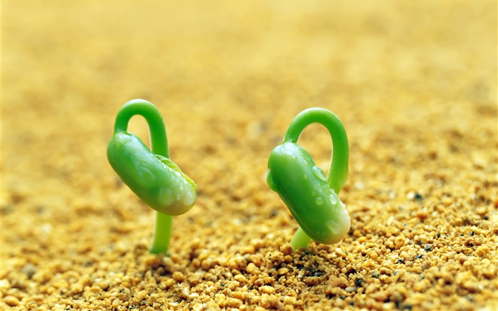 Two green sprouts, sand, spring Wallpapers Pictures Photos Images