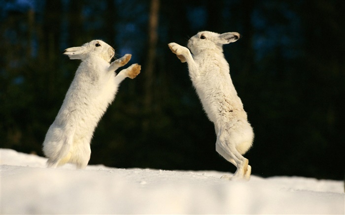 Two rabbits playing Wallpapers Pictures Photos Images