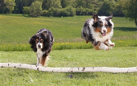 Two running dogs HD wallpaper