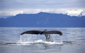 USA, Alaska, Humpback whale tail HD wallpaper
