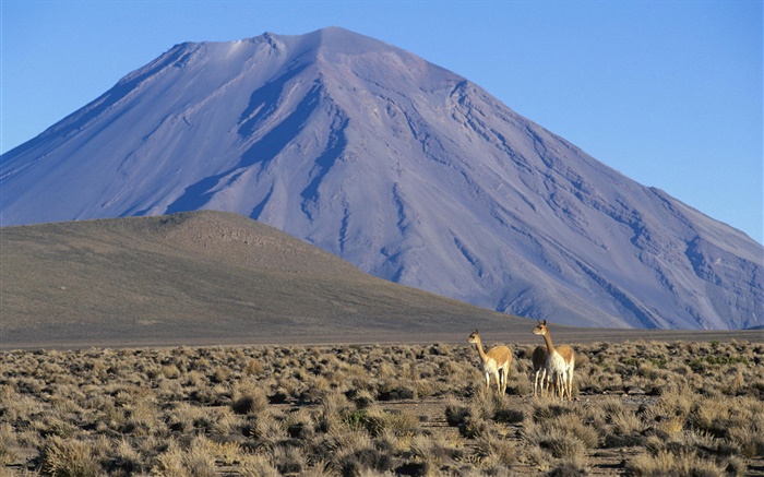 Vicuna, Misti Volcano, Peru Wallpapers Pictures Photos Images