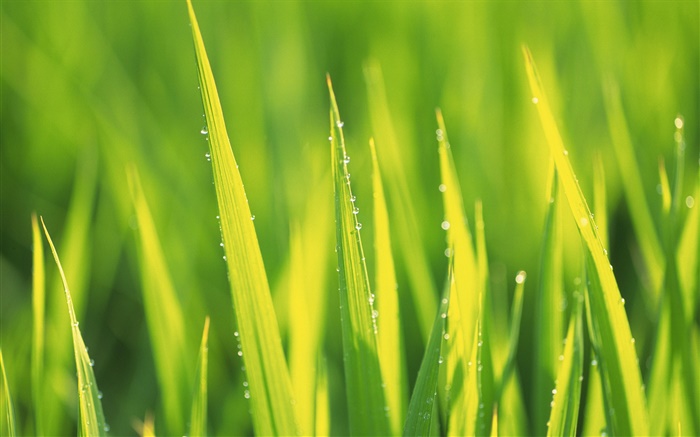 Water drops, green grass after rain Wallpapers Pictures Photos Images