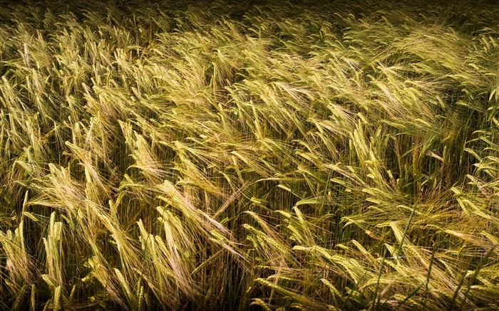 Wheat field close-up Wallpapers Pictures Photos Images