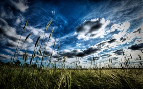 Wheat field, clouds HD wallpaper
