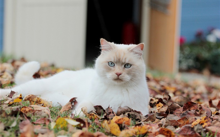 White cat, leaves Wallpapers Pictures Photos Images