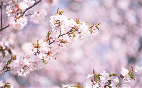 White cherry flowers blossom, bokeh HD wallpaper