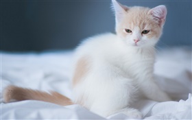 White cute kitten HD wallpaper
