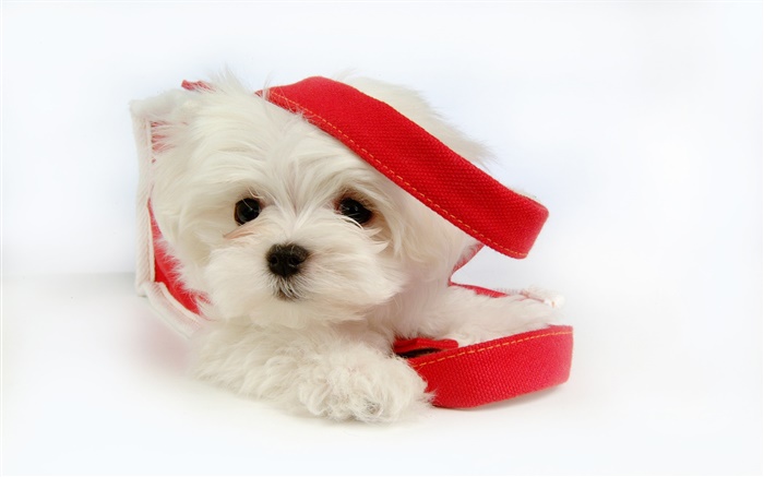 White dog with red ribbon Wallpapers Pictures Photos Images