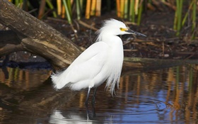 White feather bird, pond HD wallpaper