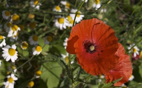 White flowers, red poppies HD wallpaper