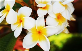 White frangipani flowers HD wallpaper