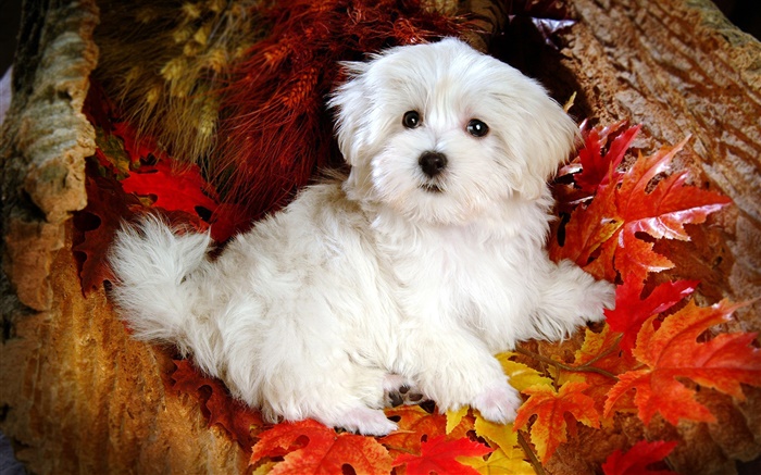 White furry dog, red leaves Wallpapers Pictures Photos Images