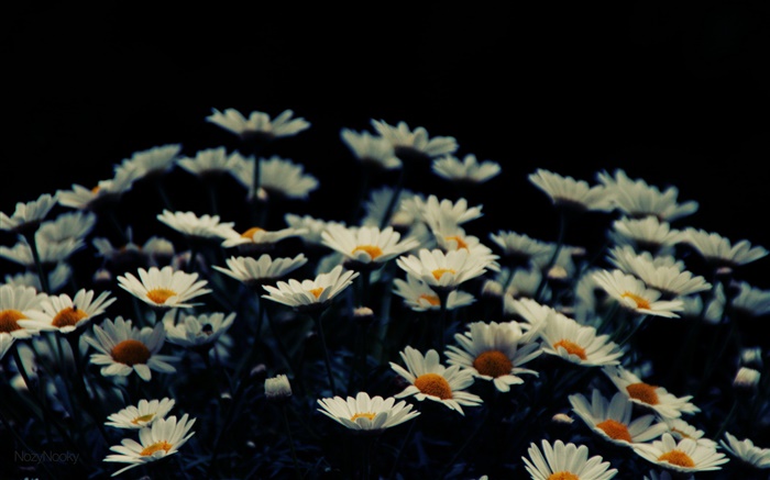 White little flowers, bokeh Wallpapers Pictures Photos Images