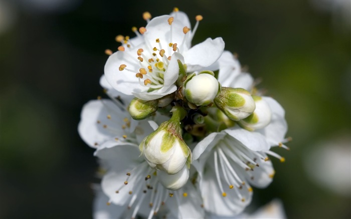 White pear flowers close-up Wallpapers Pictures Photos Images