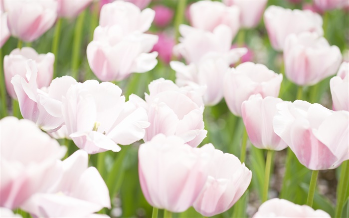 White pink colors tulip flowers Wallpapers Pictures Photos Images