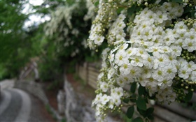 White rosa multiflora flowers HD wallpaper