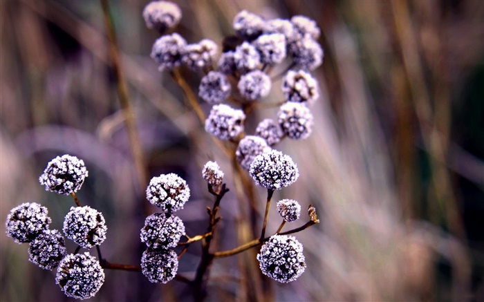 Wild berries, frost Wallpapers Pictures Photos Images