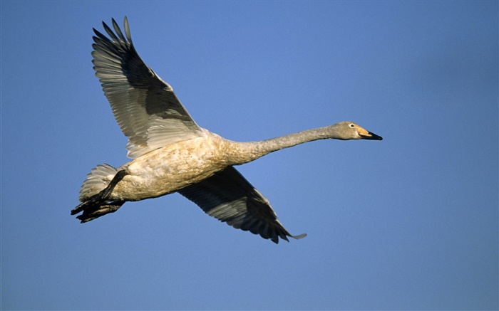 Wild duck, flying in sky Wallpapers Pictures Photos Images