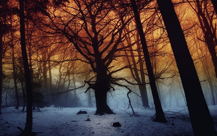 Winter, forest, trees, dawn Wallpapers Pictures Photos Images