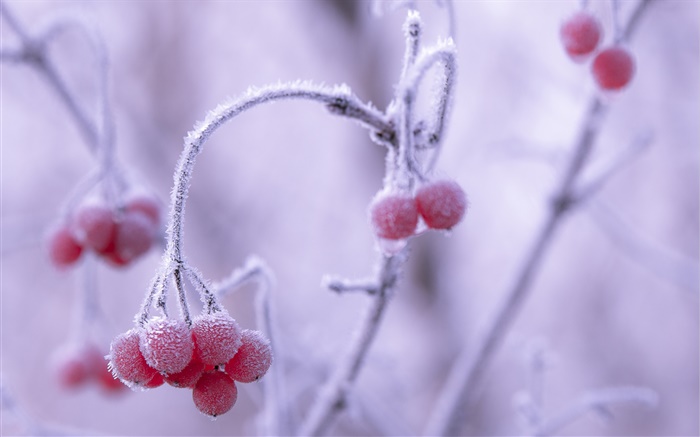 Winter, frost, red berries, bokeh Wallpapers Pictures Photos Images
