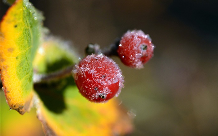 Winter, red berries close-up, leaves Wallpapers Pictures Photos Images