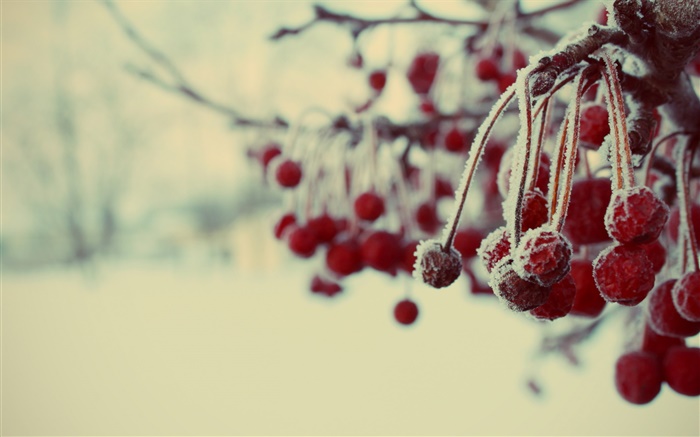 Winter, red berries, snow, blurry Wallpapers Pictures Photos Images