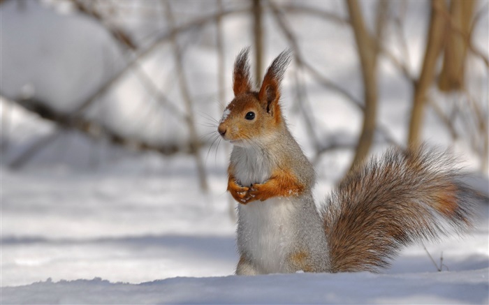 Winter squirrel Wallpapers Pictures Photos Images