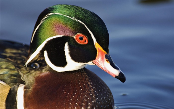 Wood duck swimming Wallpapers Pictures Photos Images