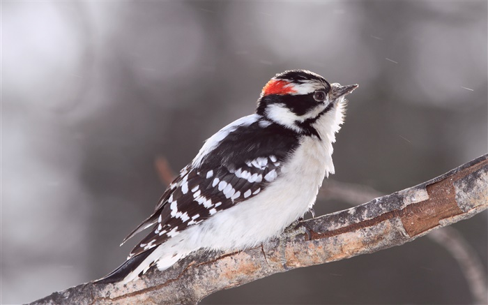 Woodpecker, tree branch Wallpapers Pictures Photos Images