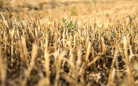 Yellow field, green plant, macro photography HD wallpaper