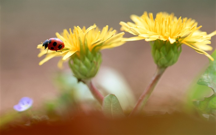 Yellow flowers, ladybug Wallpapers Pictures Photos Images