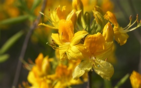 Yellow flowers macro close-up HD wallpaper