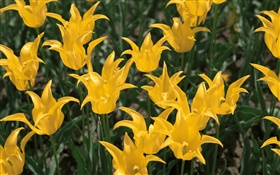 Yellow flowers, tulip close-up HD wallpaper