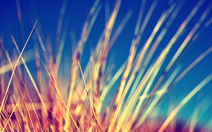 Yellow grass close-up, blurry Wallpapers Pictures Photos Images