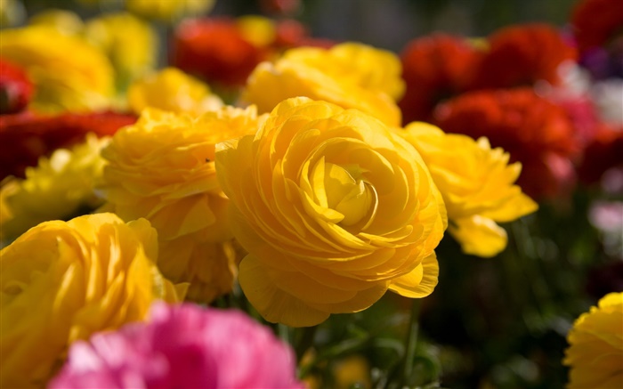 Yellow rose flowers close-up Wallpapers Pictures Photos Images