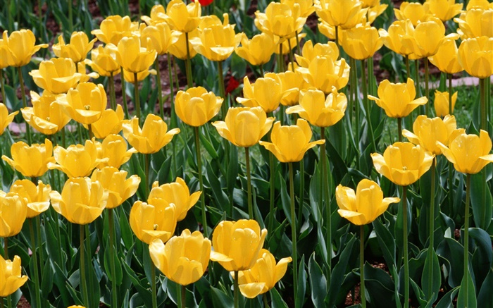 Yellow tulips, flowers close-up Wallpapers Pictures Photos Images