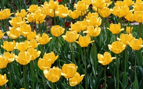 Yellow tulips, flowers close-up