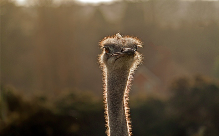 Young ostrich head close-up Wallpapers Pictures Photos Images