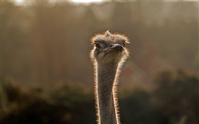 Young ostrich head close-up HD wallpaper