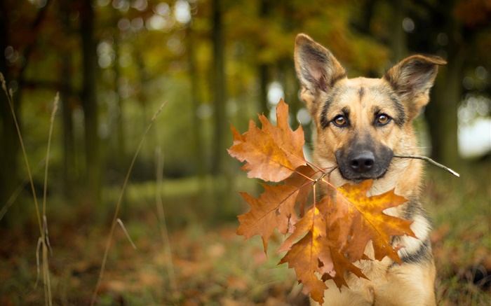 Autumn, dog, leaf, bokeh Wallpapers Pictures Photos Images