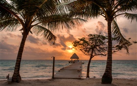 Beach, palm trees, pier, sky, clouds, sunset HD wallpaper