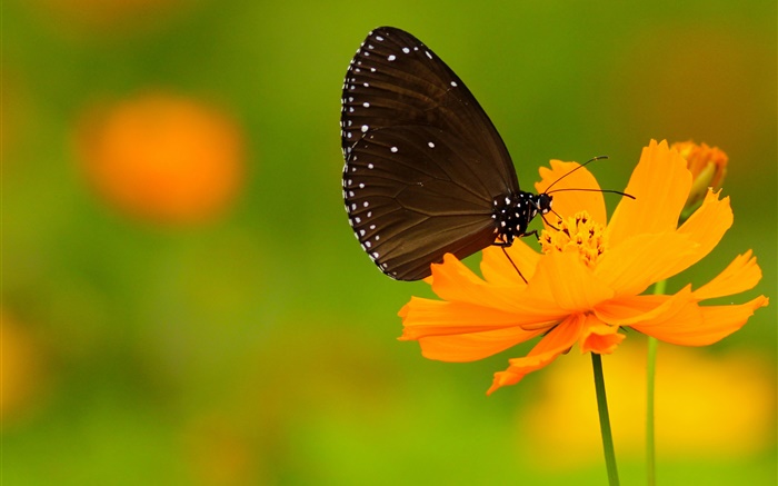 Black butterfly, orange flower Wallpapers Pictures Photos Images