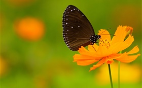 Black butterfly, orange flower HD wallpaper