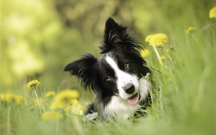 Border collie, dog, flowers, grass Wallpapers Pictures Photos Images